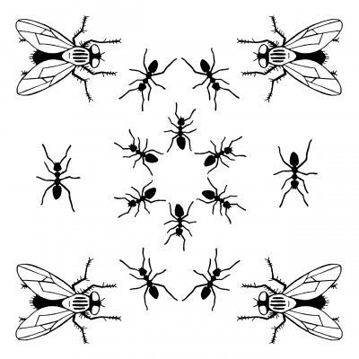 AmeisenundFliegen